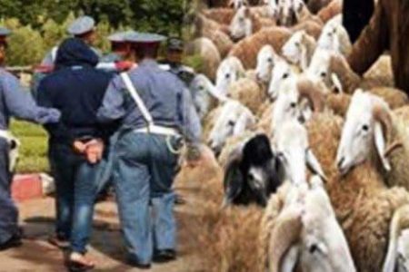 عناصر الدرك الملكي بسيدي بنور تتمكن من توقف عصابة “الفراقشية”التي روعت منطقة بوحمام