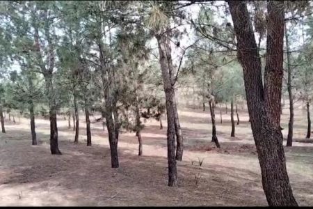 بلاغ تعاونيات غابوية لدعوة المنخرطين و المتعاونين إلى عقد الجموع العامة بعامر السفلية اقليم القنيطرة