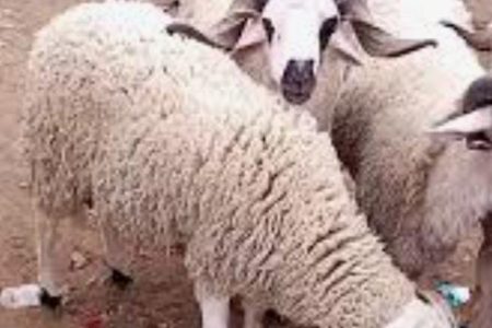 مدينة الجديدة : المواطنون الجديديون ساخطون على الارتفاع المفاجئ لأسعار أكباش العيد