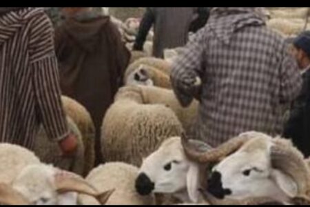 لهيب الأسعار وتساؤلات المواطنين حول اختفاء خرفان عيد الأضحى