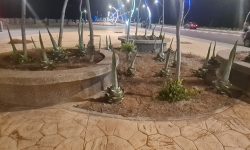كورنيش المليار بمولاي بوسلهام… من غرس الصبار إلى قصّه: من المسؤول عن إهمال الفضاء؟*